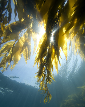 kelp-seaweed-web.jpeg